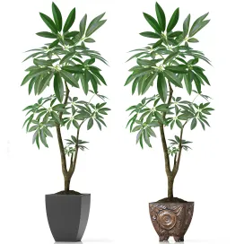 Eva pachira aquatica plant